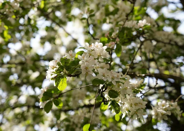 De Appelbloesem 6-persoons Met Overdekte Hottub, Barrelsauna, Lounge, Wifi