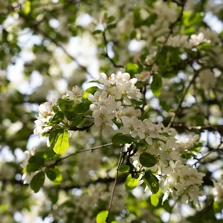 De Appelbloesem 6-persoons Met Overdekte Hottub, Barrelsauna, Lounge, Wifi